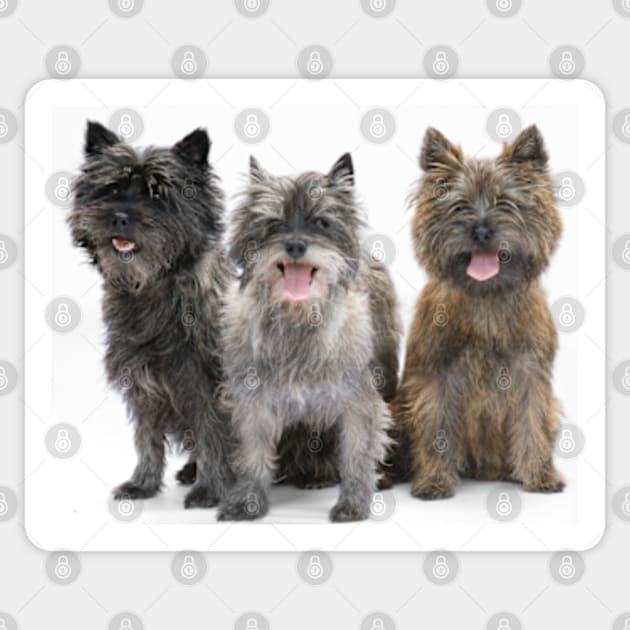 Three Cairn Terriers Sticker by Avalinart